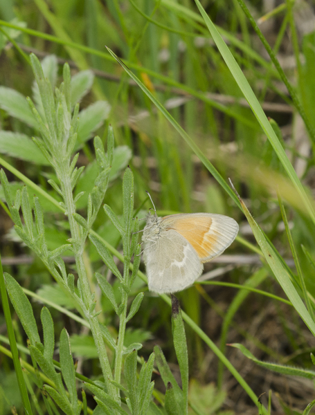 Coenonympha tullia