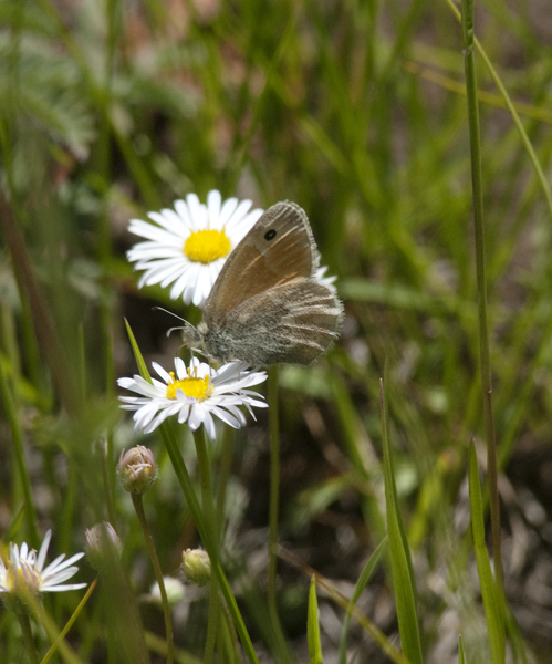 Coenonympha tullia