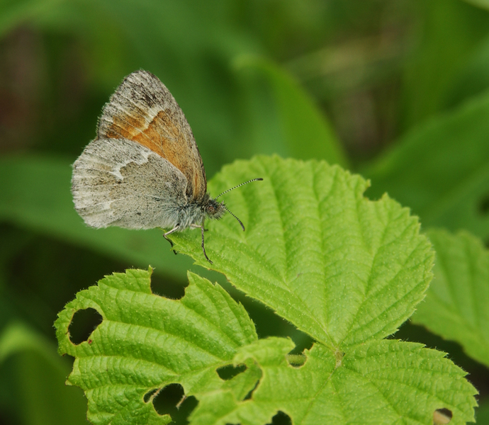 Coenonympha tullia