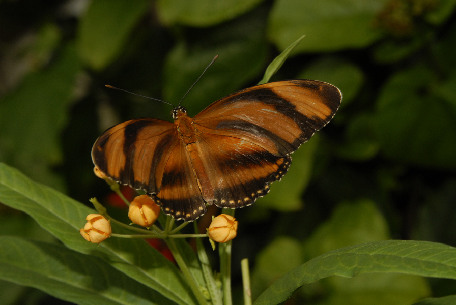 Eumetazoa