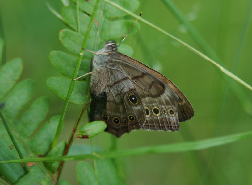 Papilionoidea