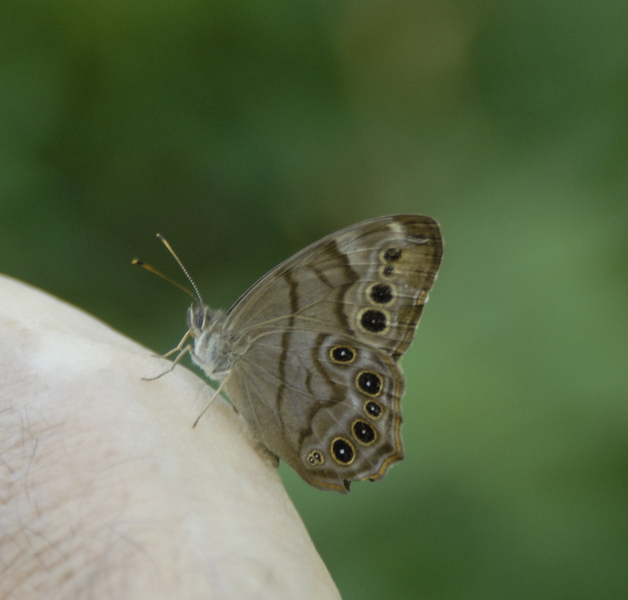 Lepidoptera