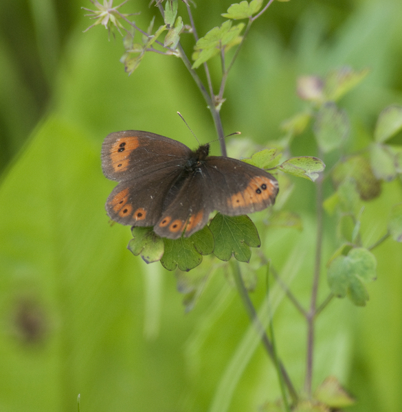 Nymphalidae