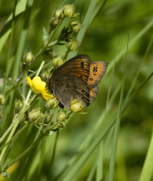 Erebia9038