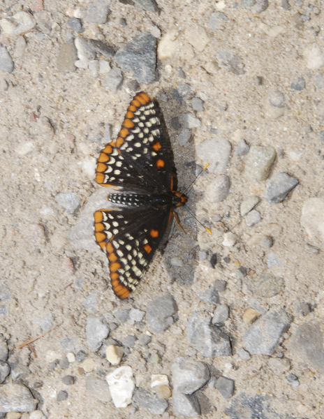 Euphydryas_phaeton0004