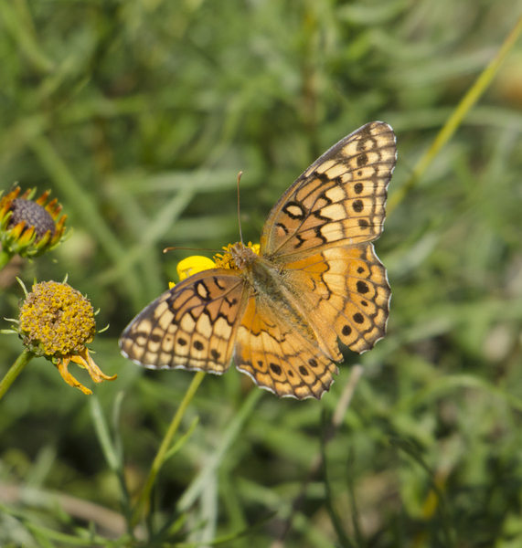 Papilionoidea