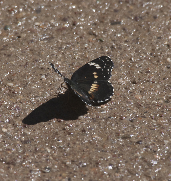 Nymphalidae