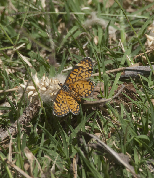 Papilionoidea