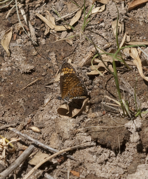 Lepidoptera