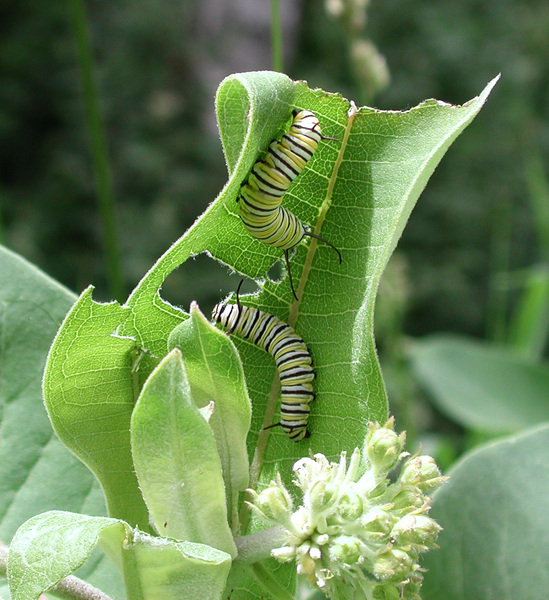 Danaus