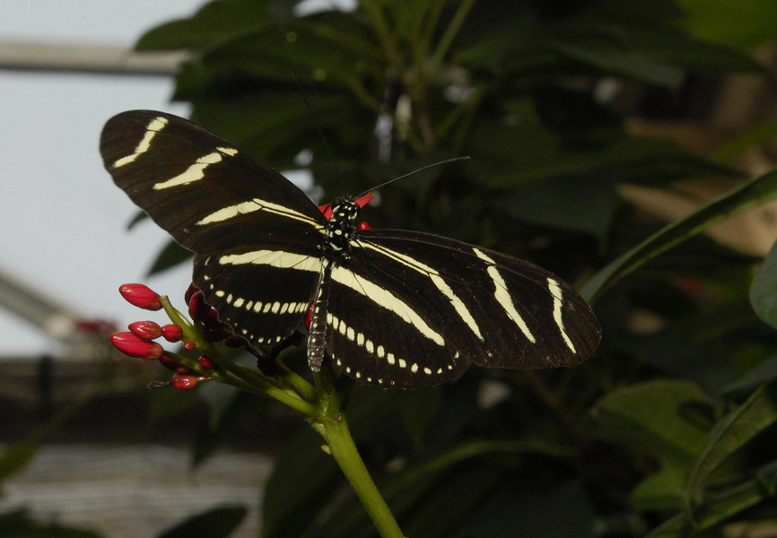 Papilionoidea