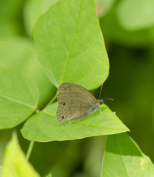 Lepidoptera