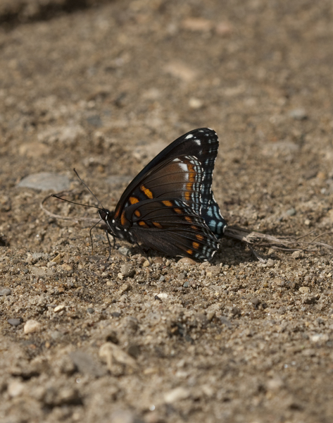 Limenitis arthemis