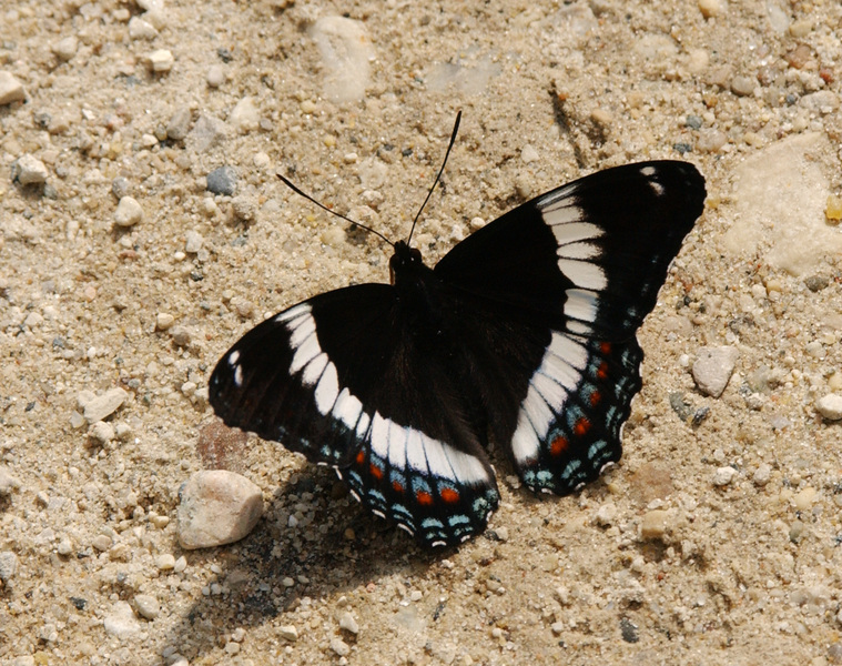 Limenitis arthemis