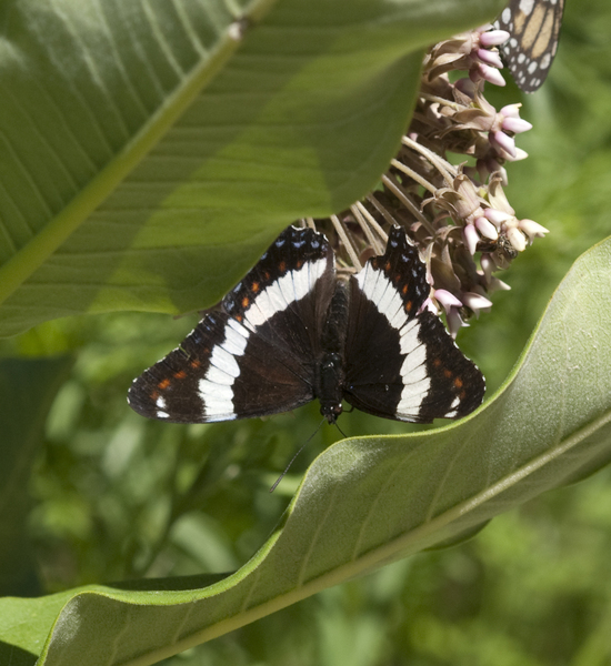 Lepidoptera