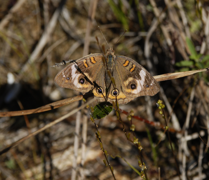 Lepidoptera