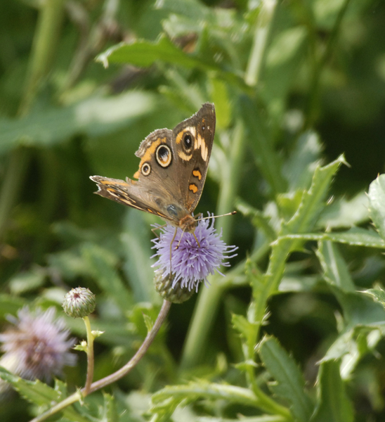 Lepidoptera