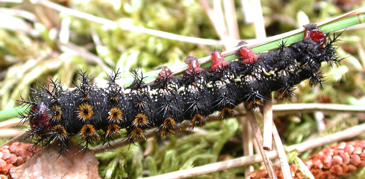 caterpillar2