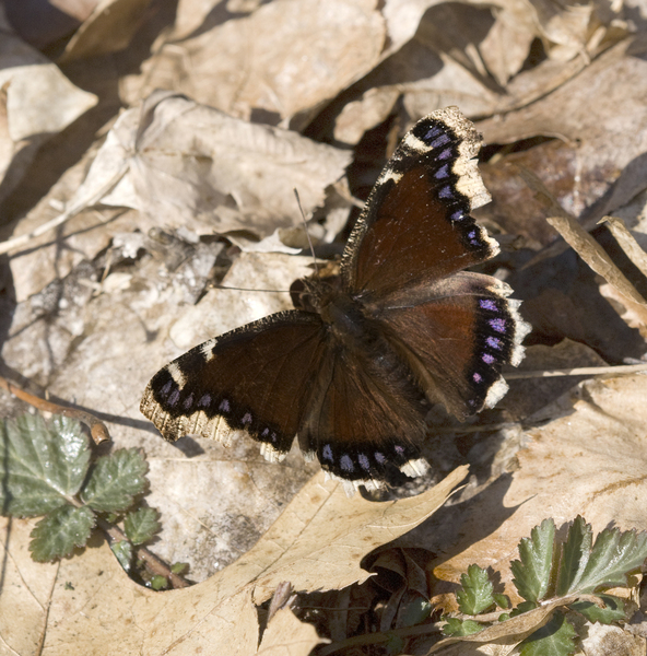 Lepidoptera