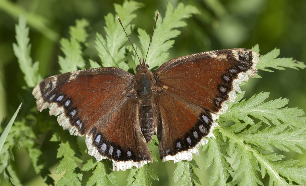 Nymphalidae