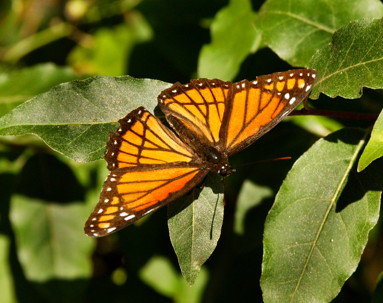 Limenitis archippus