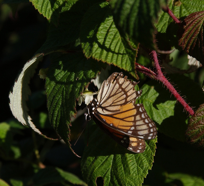 Nymphalidae