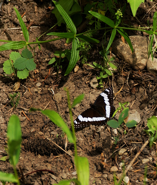 Limenitis arthemis