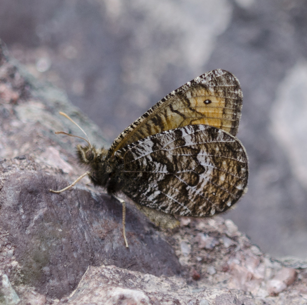 Lepidoptera