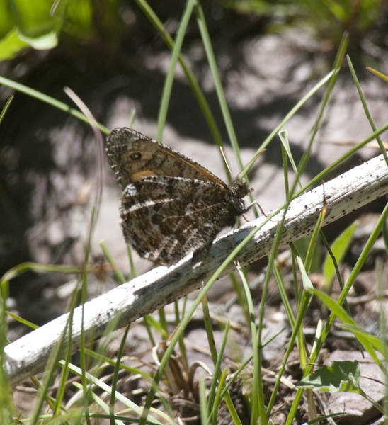 Nymphalidae