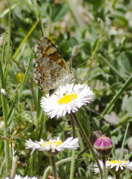 Phyciodes pulchella