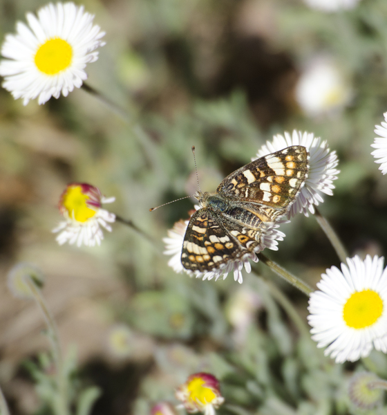 Lepidoptera