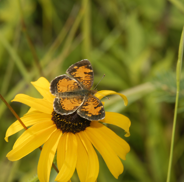 Lepidoptera