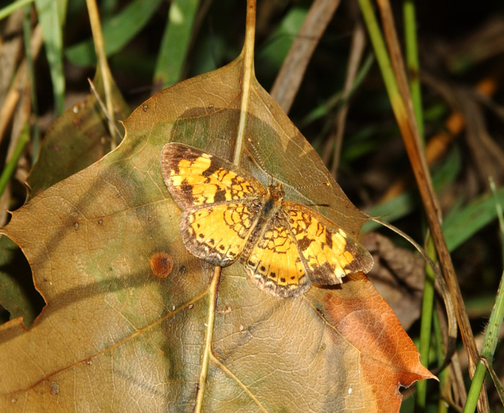 Phyciodes cocyta