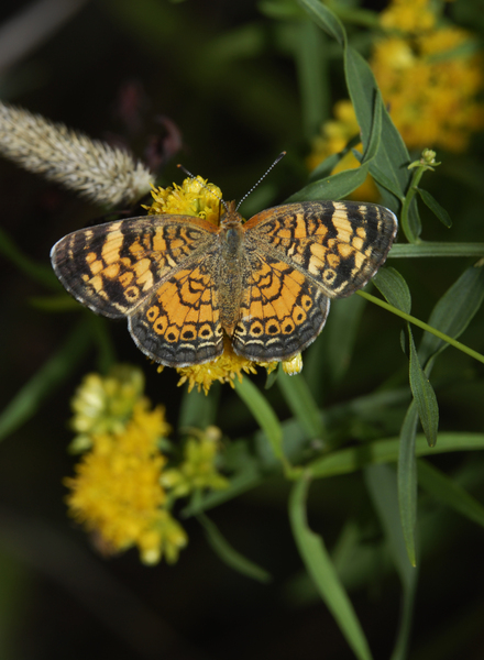 Lepidoptera