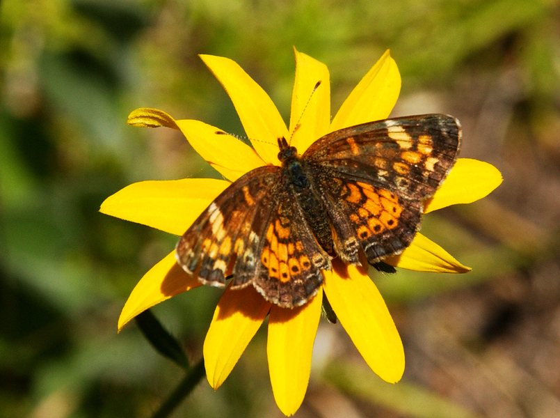 Phyciodes cocyta