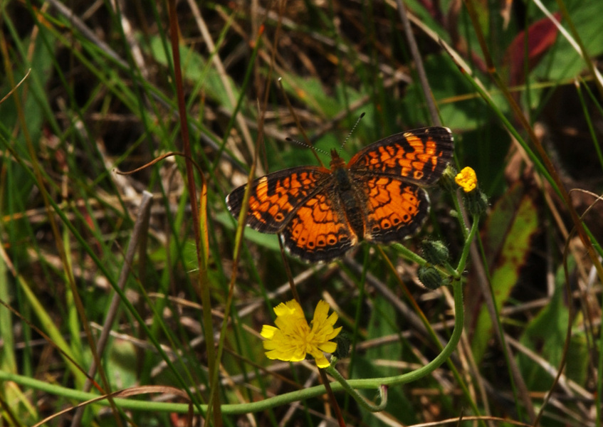 Papilionoidea