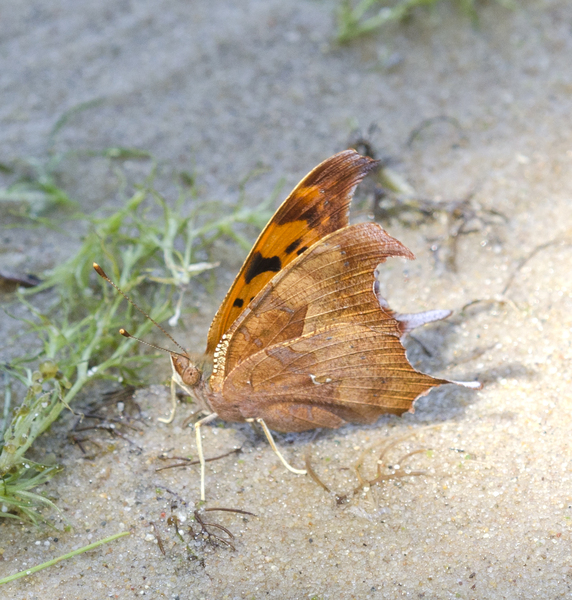 Lepidoptera