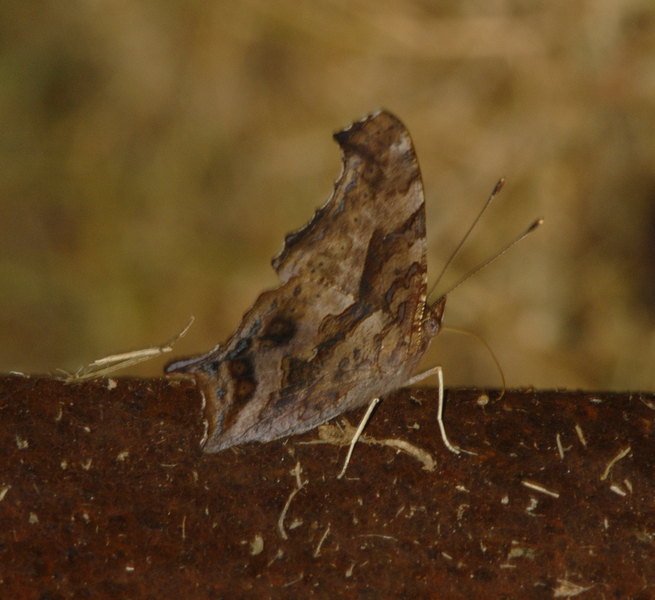 Polygonia interrogationis