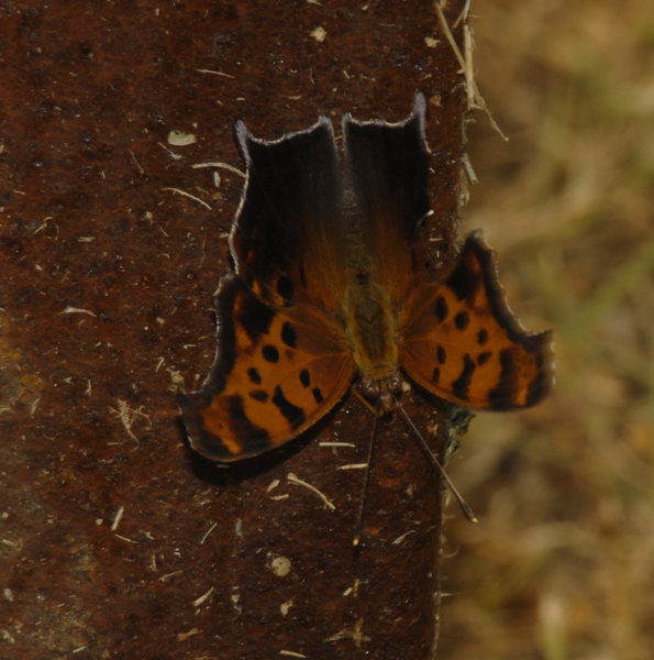 Polygonia interrogationis