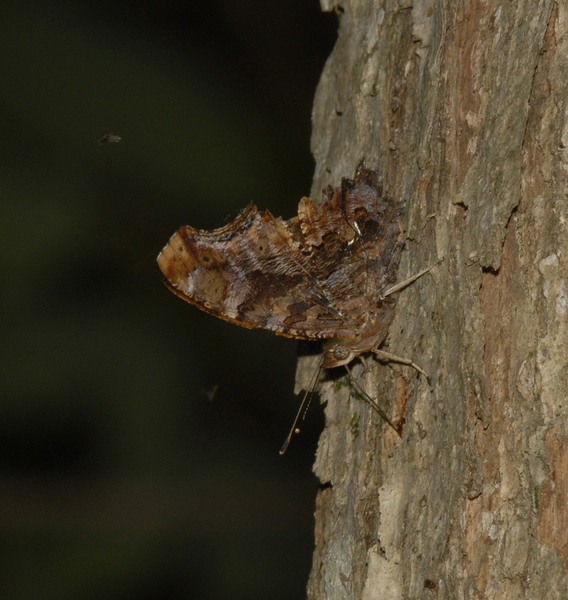 Polygonia interrogationis