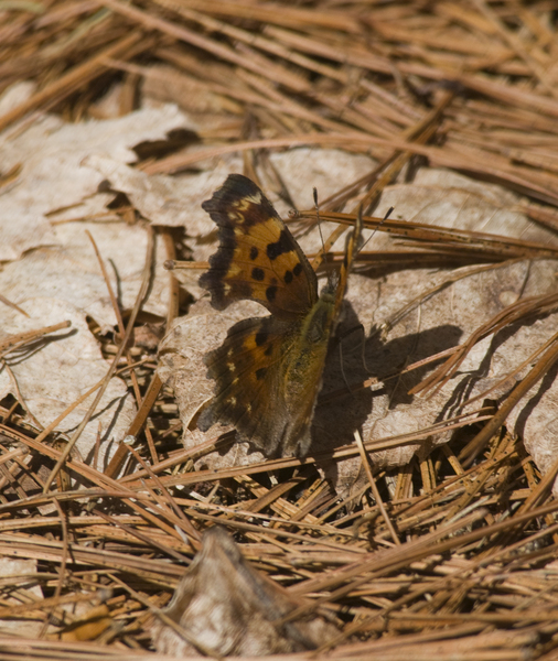 Lepidoptera