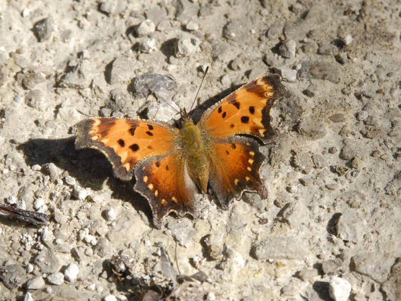 Polygonia