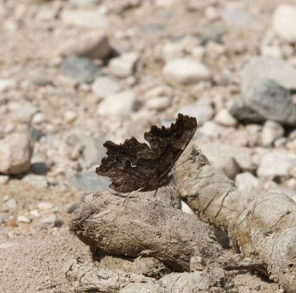 Polygonia