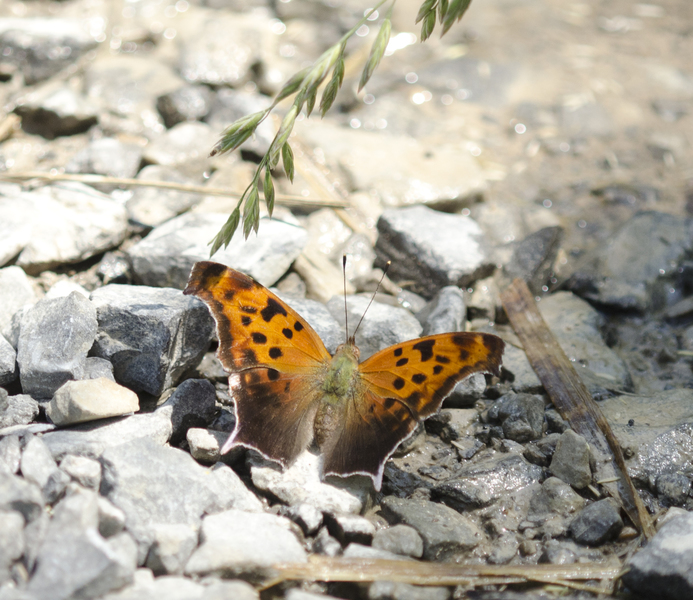 Polygonia