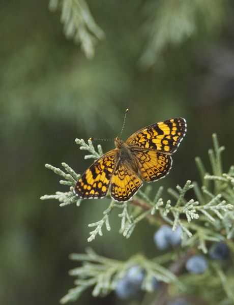 Papilionoidea