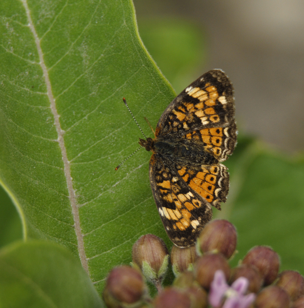 Nymphalidae