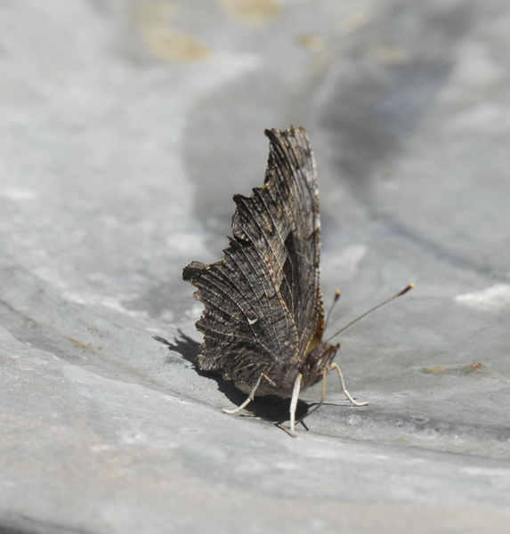 polygonia_progne0052