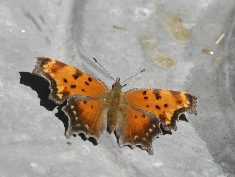 Polygonia progne