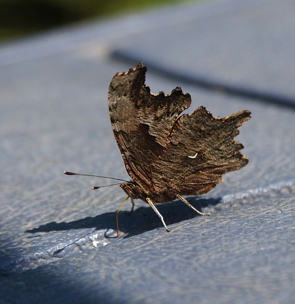 Polygonia progne