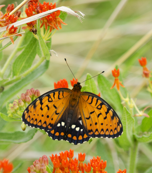 Speyeria idalia